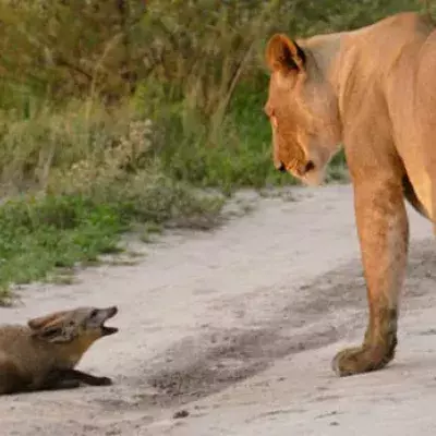 Löwin entdeckt verletzten Fuchs: Als ein zweiter Löwe dazu stößt, eskaliert die Situation!