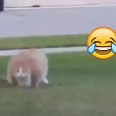 Wie diese Katze läuft sehr lustig, ist genial!