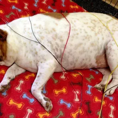 Sie füttern ihre Jack-Russell-Hündin, bis diese fett ist. Dann tun sie ihr noch viel Schlimmeres an!
