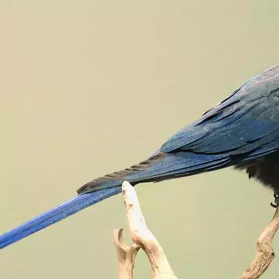 Diese Tiere werden in diesem Jahr für immer von der Erde verschwinden