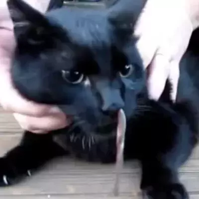 Die Katze niest die ganze Zeit. Er bekommt Panik, als er sieht, was da in der Nase steckt!