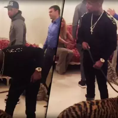 Mayweather will einem Tiger seine Kraft beweisen