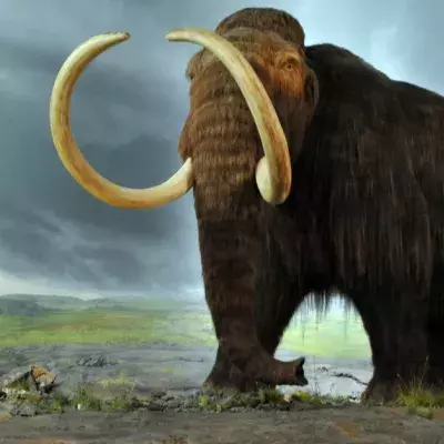 Erwecken Wissenschaftler das Mammut 4000 Jahre nach seinem Verschwinden wieder zum Leben?