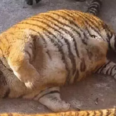 China: In diesem Zoo werden die sibirische Tiger von Besuchern überfüttert