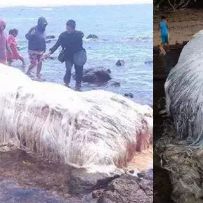 Seltsame Kreatur an der Küste der Philippinen gestrandet
