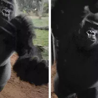 Gorilla zerschlägt Scheibe seines Geheges und hat nur ein Ziel