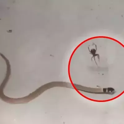 Diese Schlange hat sich ein einem Spinnennetz verfangen