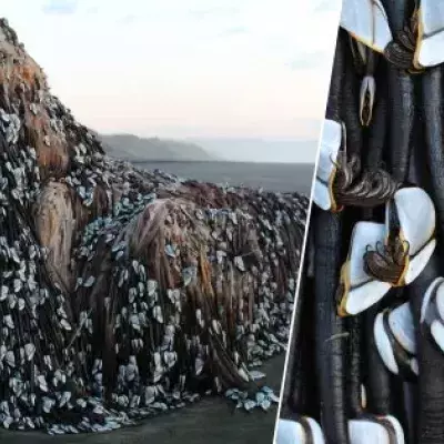 Eine seltsame Kreatur strandet in Neuseeland