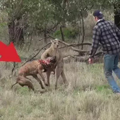 Ein Mann rettet seinen Hund vor einem Känguru