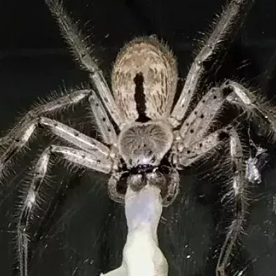 Australien: Eine riesige Spinne schleppt einen toten Gecko hinter sich her