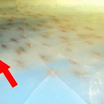 Auf dieser Eisbahn in Japan läuft man auf 5000 Fischen Schlittschuh