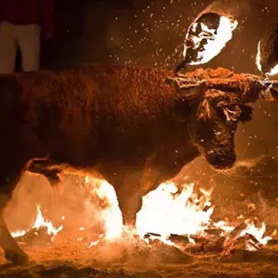 Viel schlimmer als normaler Stierkampf: Die Jagd auf Toro de Fuego!
