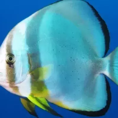 Tonaufnahmen beweisen! Diese Fische „singen“ im Ozean vor sich hin