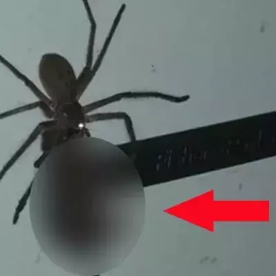 Eine riesige Spinne schleppt eine tote Maus mit sich herum