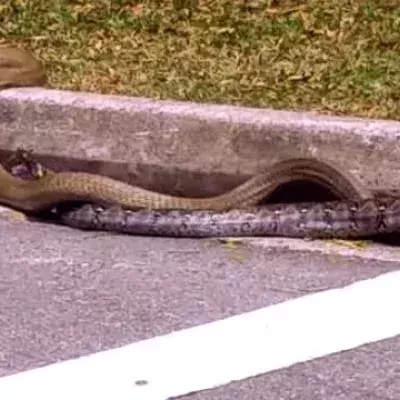 Mitten auf der Straße: Königskobra kämpft gegen Python