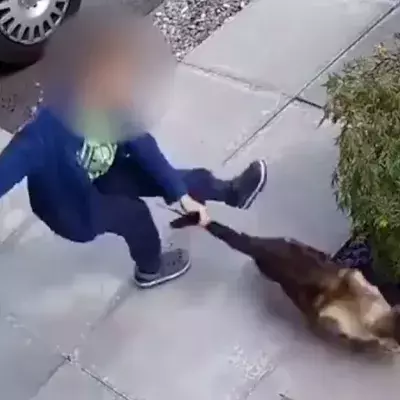 Er quält die Katze - doch die Überwachungskamera hält ihre Rache fest