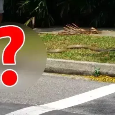 In Singapur wurde dieser heftige Kampf auf einer Straße beobachtet!