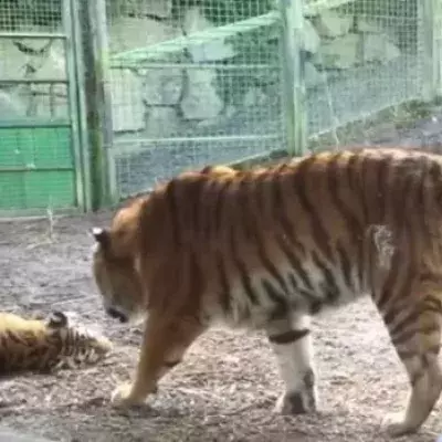 Das passiert, wenn ein Tiger während seines Nickerchens gestört wird