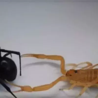 Eine schwarze Witwe und ein Skorpion liefern sich einen Kampf um Leben und Tod
