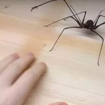 Das Haustier, was ihr niemals haben wollt