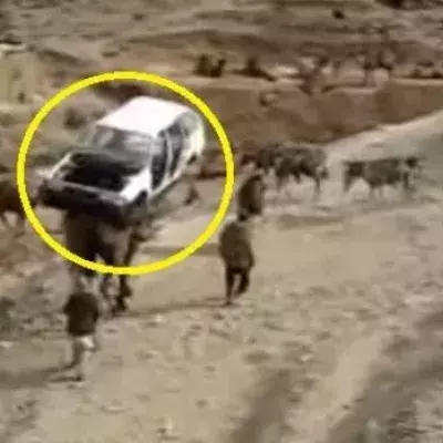 Pakistan: Sie transportieren ein Auto... auf einem Kamel