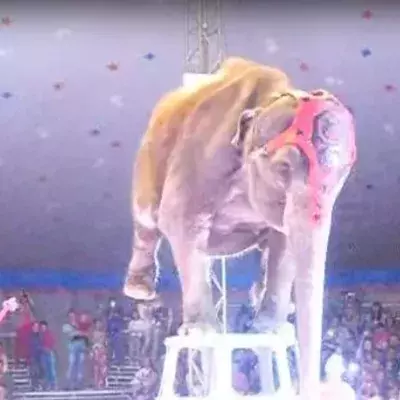 Mitten in der Zirkusshow verunglückt ein Elefant!