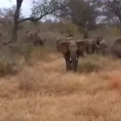 Touristen filmen Elefanten bei Safari, da stürmt einer los!