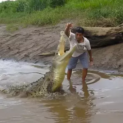 Costa Rica: Dieser Mann füttert ein Krokodil mit Hühnchen