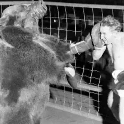 Unglaublich! 1937 versuchte dieser Mann gegen einen Bären zu kämpfen!