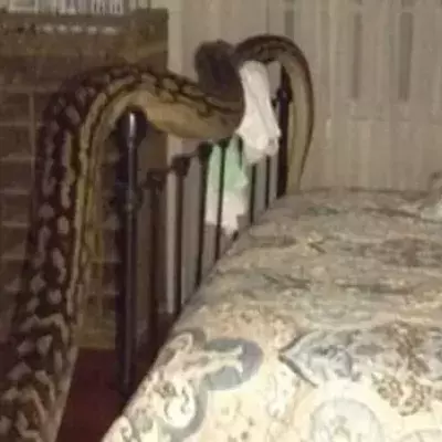 Mitten in der Nacht: Sie wird von einer 5 Meter großen Python geweckt!