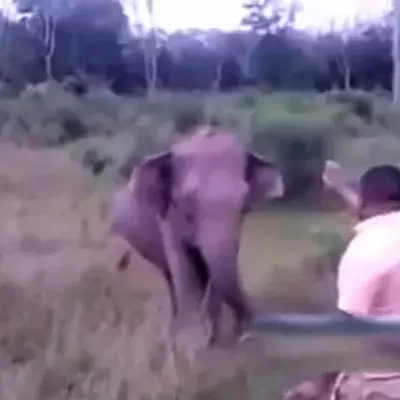 Sri Lanka: Er versucht, einen Elefanten mit einer einfachen Geste zu stoppen