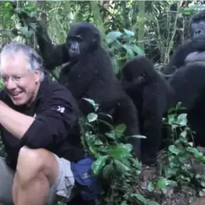 Dieser Tourist hat in Uganda das Glück, Gorillas ganz nah zu kommen