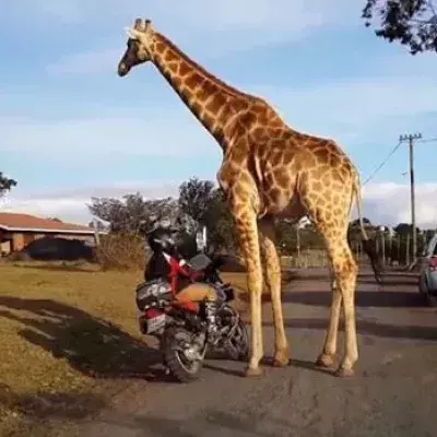 Was die Giraffe mit dem Motorrad "treibt", ist komplett verrückt (Video)