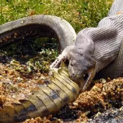 Diese Python nimmt den Mund ganz schön voll