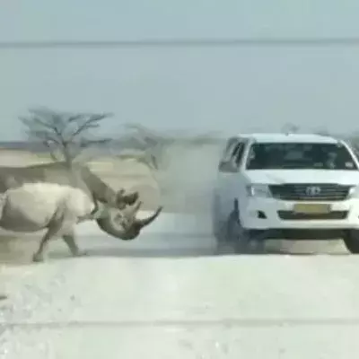 Wenn ein Nashorn ein Auto mit Touristen wütend rammt