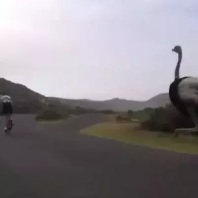 Wenn Fahrradfahrer in der freien Natur von einem Strauß verfolgt werden