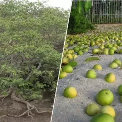 Unfassbar! Dieser Baum ist so tödlich, dass es schon gefährlich ist, nur unter ihm zu stehen!