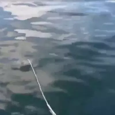 Touristen stecken Köder ins Wasser und bereuen es sofort