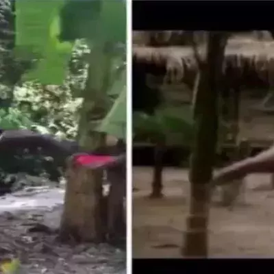 Patrice Quarteron tritt gegen einen Bananenbaum wie Jean-Claude Van Damme im "Karate Tiger 3 - Der Kickboxer"
