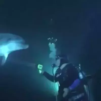 Dieser Delphin nähert sich diesen Tauchern aus einem überraschenden Grund