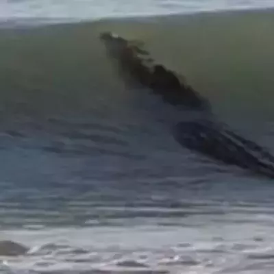 Australien: Ein riesiges Krokodil sorgt an einem Strand für Panik