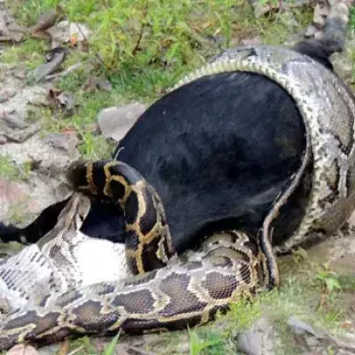 Dorfbewohner schauen dem angsteinflößenden Mahl eines Pythons in Indien zu