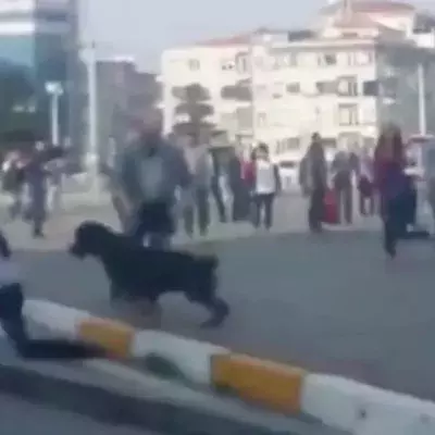 Straßenschlägerei: Plötzlich greift ein Rottweiler ein