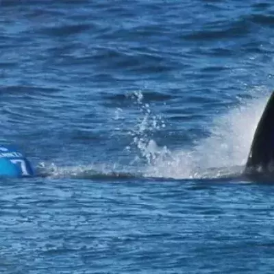 Mick Fanning: Mitten im Wettkampf von einem Hai angegriffen!