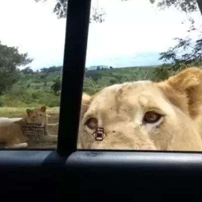 Wenn mitten auf einer Safari ein Löwe die Tür eines Touristenautos öffnet