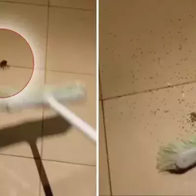 Er erlebt eine Riesenüberraschung als er diese Spinne erschlagen will