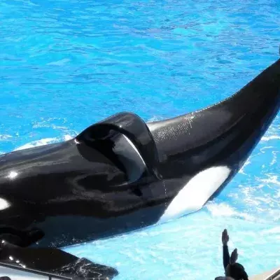 SeaWorld macht wichtige Ankündigungen bezüglich ihrer Orkazucht