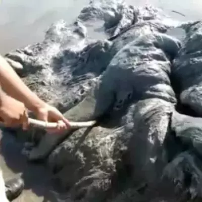 Ein komisches Meeresgeschöpf wurde an einem Strand in Mexiko entdeckt