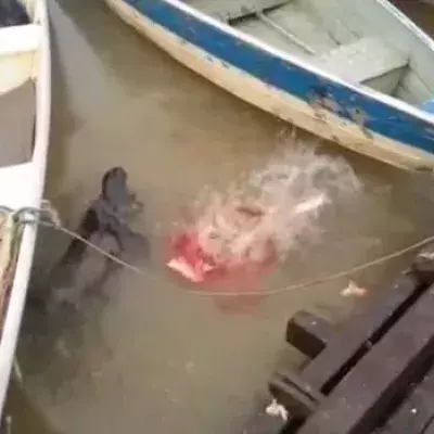 Touristen füttern in Brasilien ausgehungerte Piranhas in einem Fluss