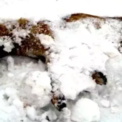 Mann findet steifgefrorenen Welpen im Schnee. Doch dann hört er ein Wimmern!